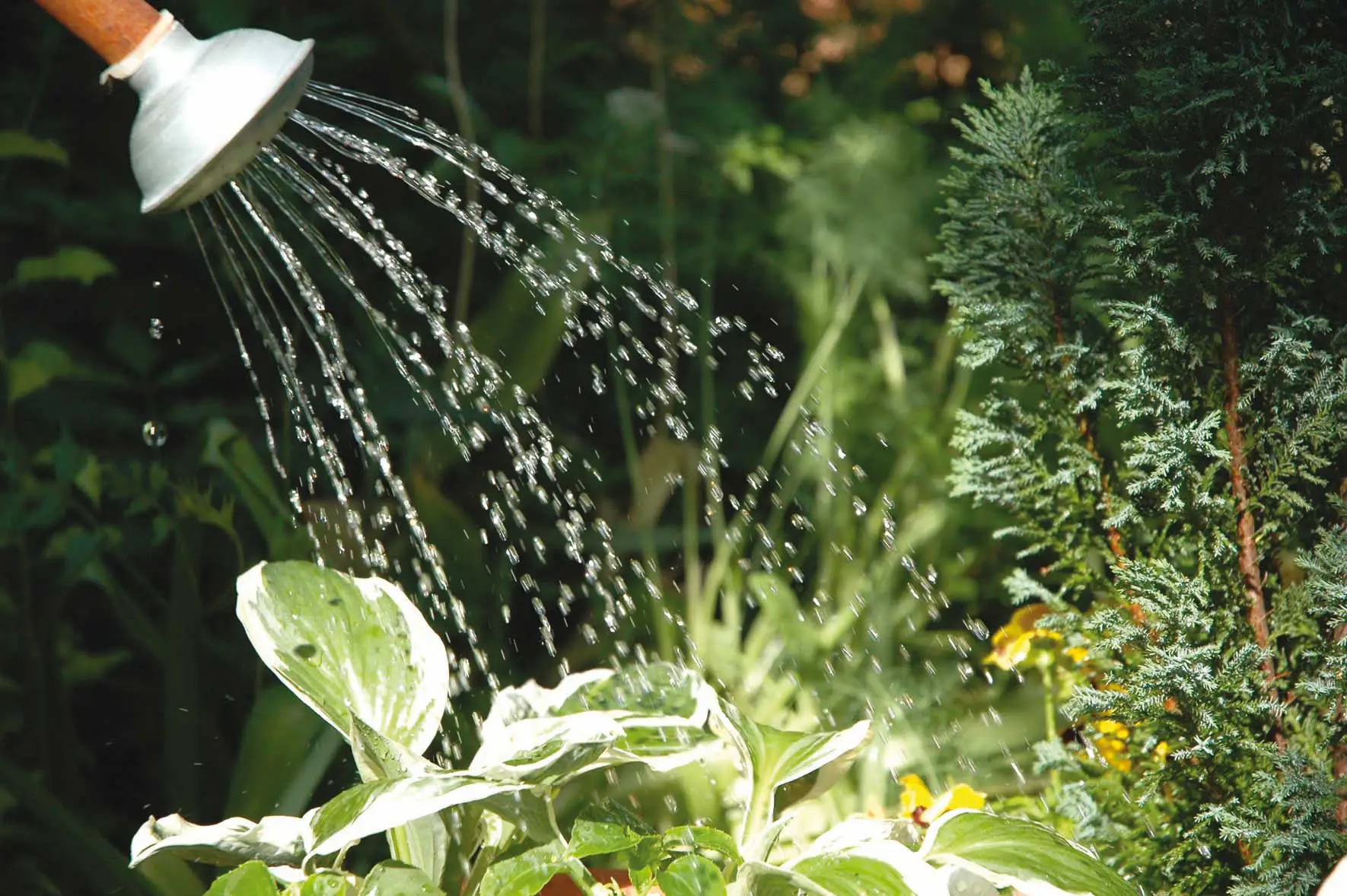 Usi l’acqua della pasta per le piante? Attenzione a questo errore comune che può danneggiarle