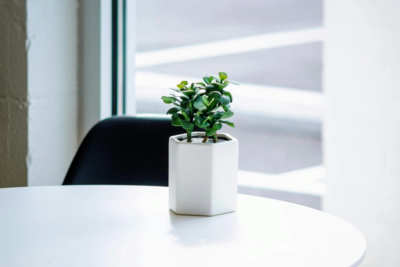 Migliora subito la tua concentrazione: ecco le piante perfette da tenere sulla scrivania