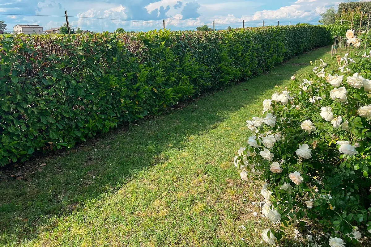 Abiti in collina? Ecco le piante che resistono a tutto e rendono il tuo giardino splendido